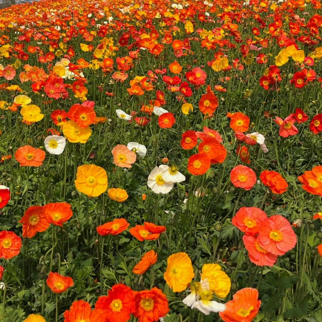成都白绣球花美景,春天必打卡的樱花海棠花胜地