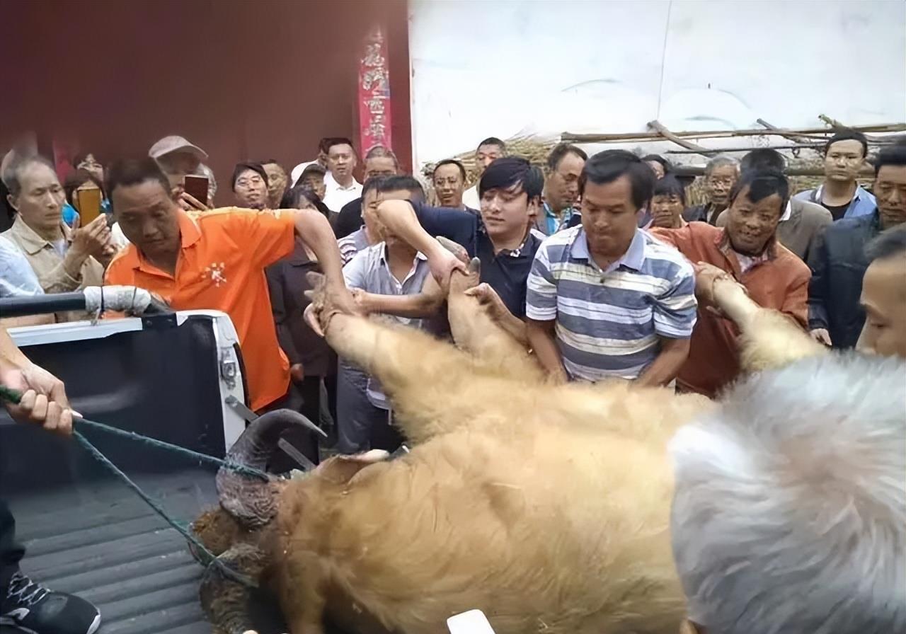 陕西眉县现一头“怪牛”该男子喂它很多次，网友看到：秦岭杀手王