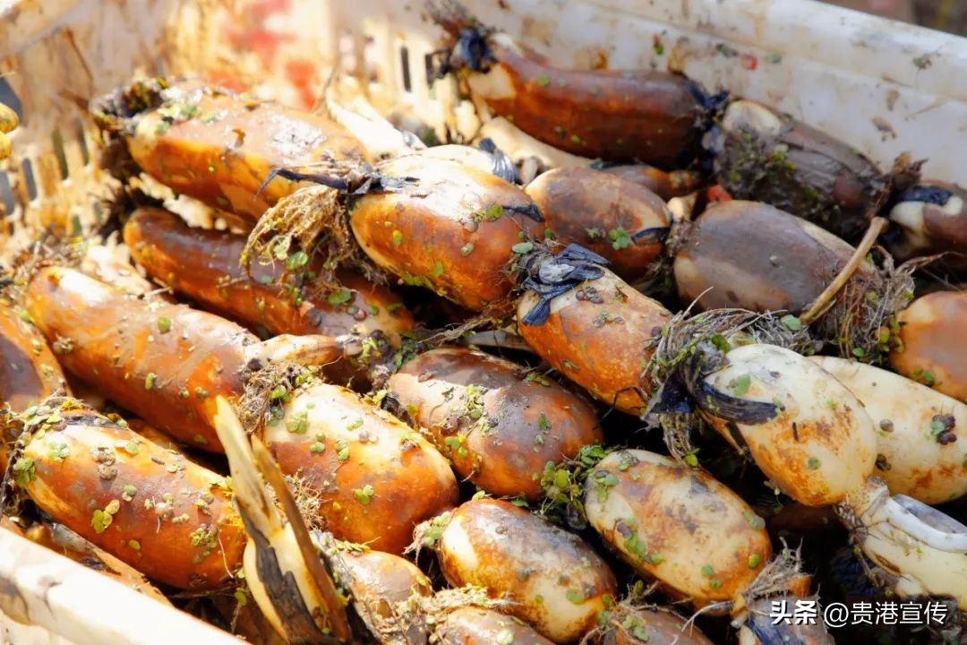 藕塘养殖小龙虾收益如何,藕遇加盟