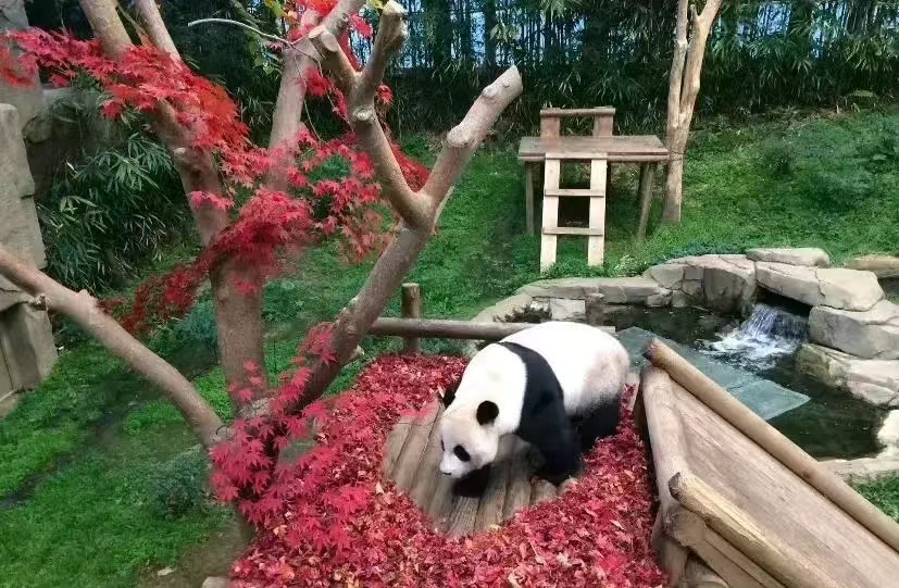 近期福宝和姜爷爷的视频,福宝回国姜爷爷和宋爷爷上热搜