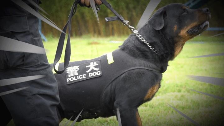 为什么太聪明的狗不适合当警犬,警犬的训犬员能自己挑选犬吗