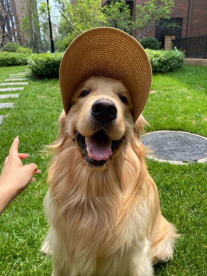 金毛为什么不建议新手养,金毛为什么养着养着就变酱油色了