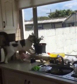 这些“坑人”的猫，你养过没？一个比一个费心