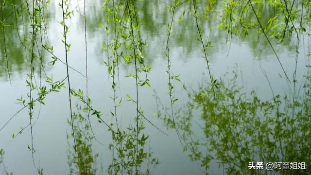 咏柳唐贺知章古诗句子,咏柳唐贺知章古诗词