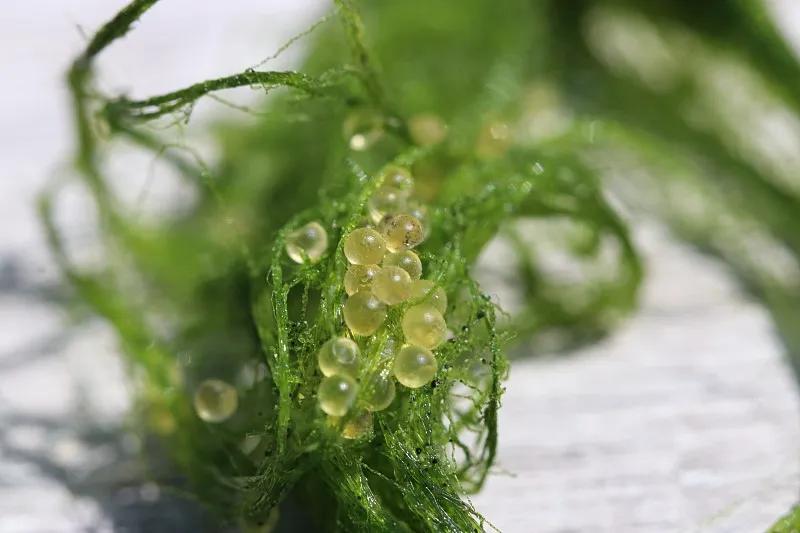 最好养的观赏鱼冷水鱼有哪些中型,冷水鱼有哪些观赏鱼比较好看