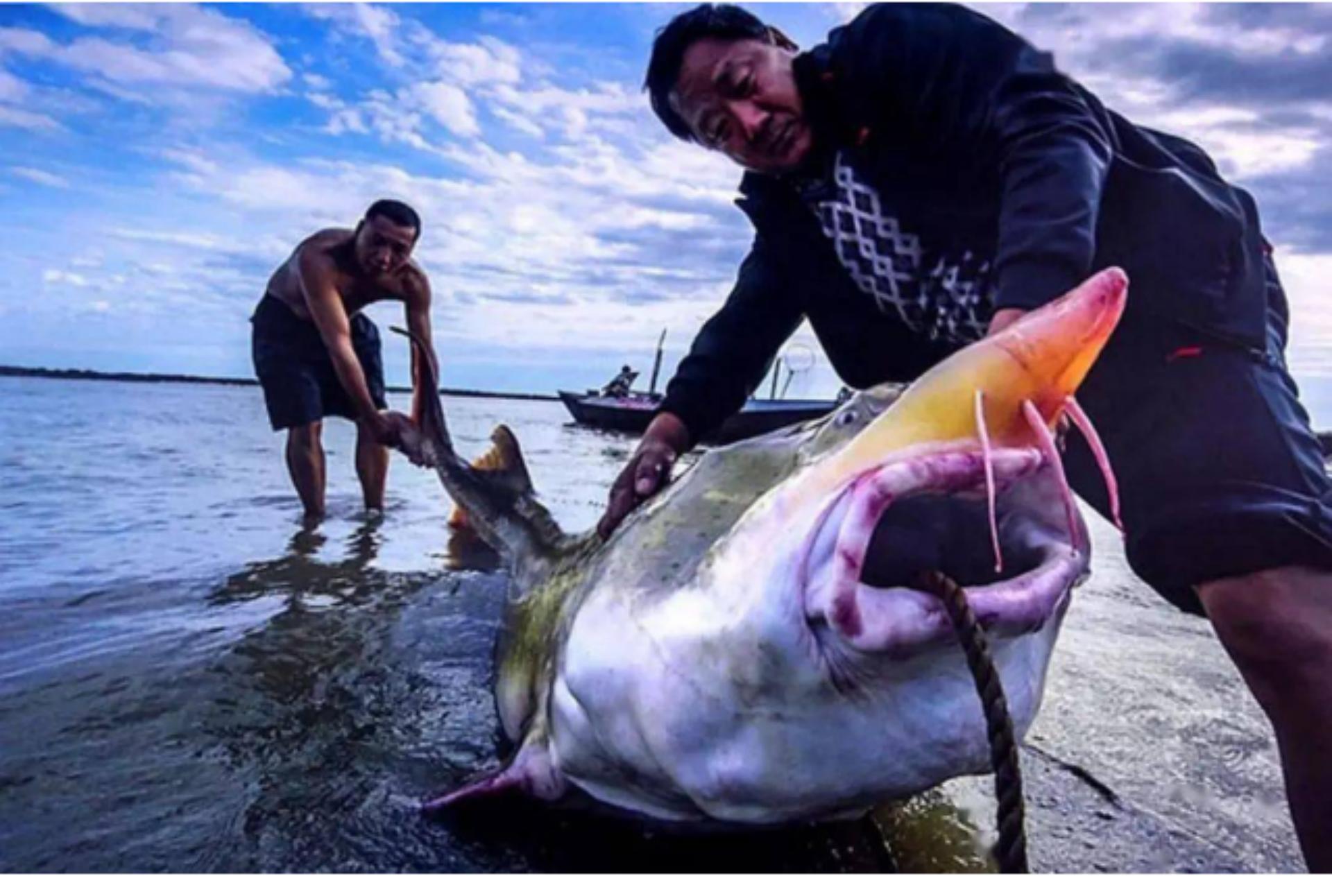 大鳇鱼1030斤现状,黑龙江2000斤鳇鱼是真的吗