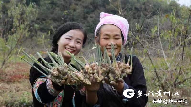 黎平县大学生90后返乡创业,侗族大歌大学生