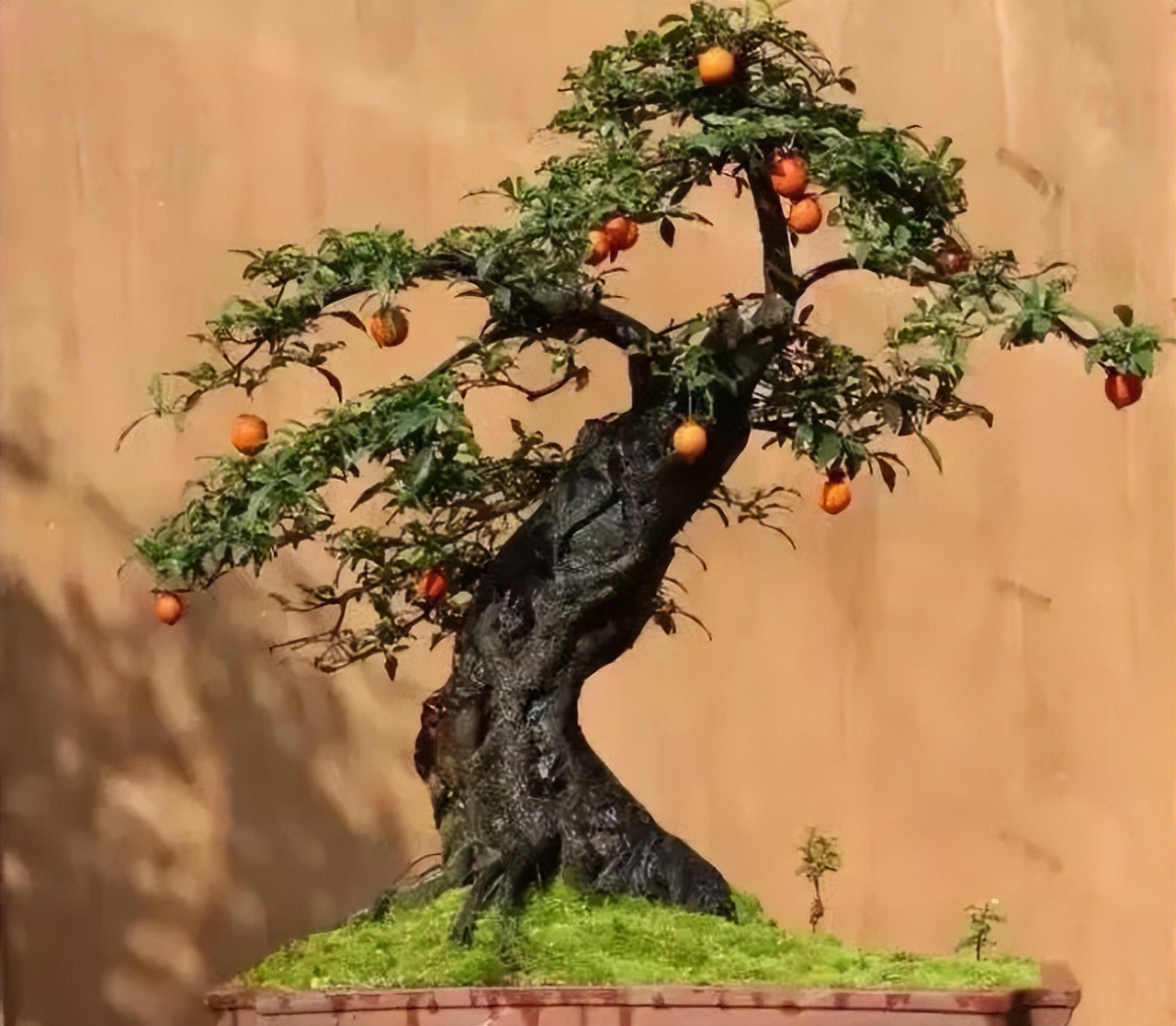 家里养什么旺财树最好,四种守家树越养越吉祥