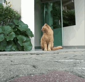 4个月的小奶猫爬上11楼求收养,破大防被拒绝