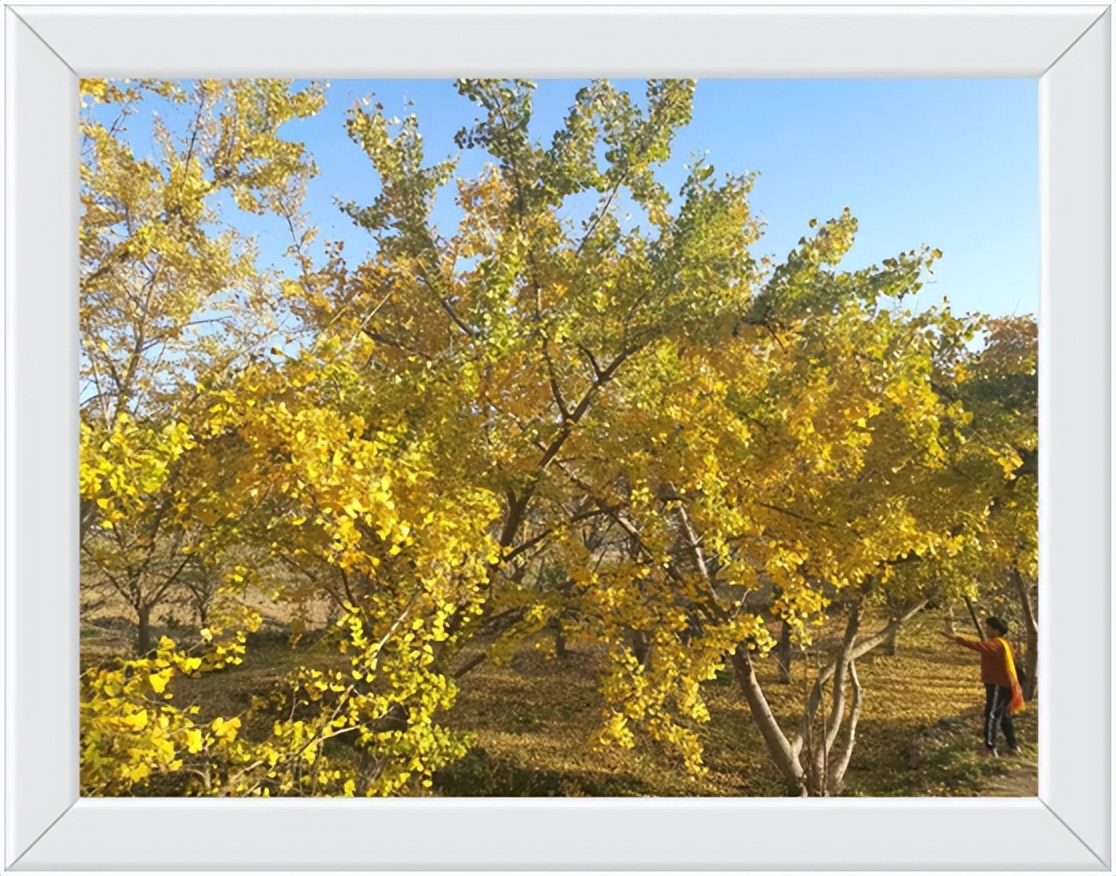 中国千年银杏谷住宿,中国千年银杏谷