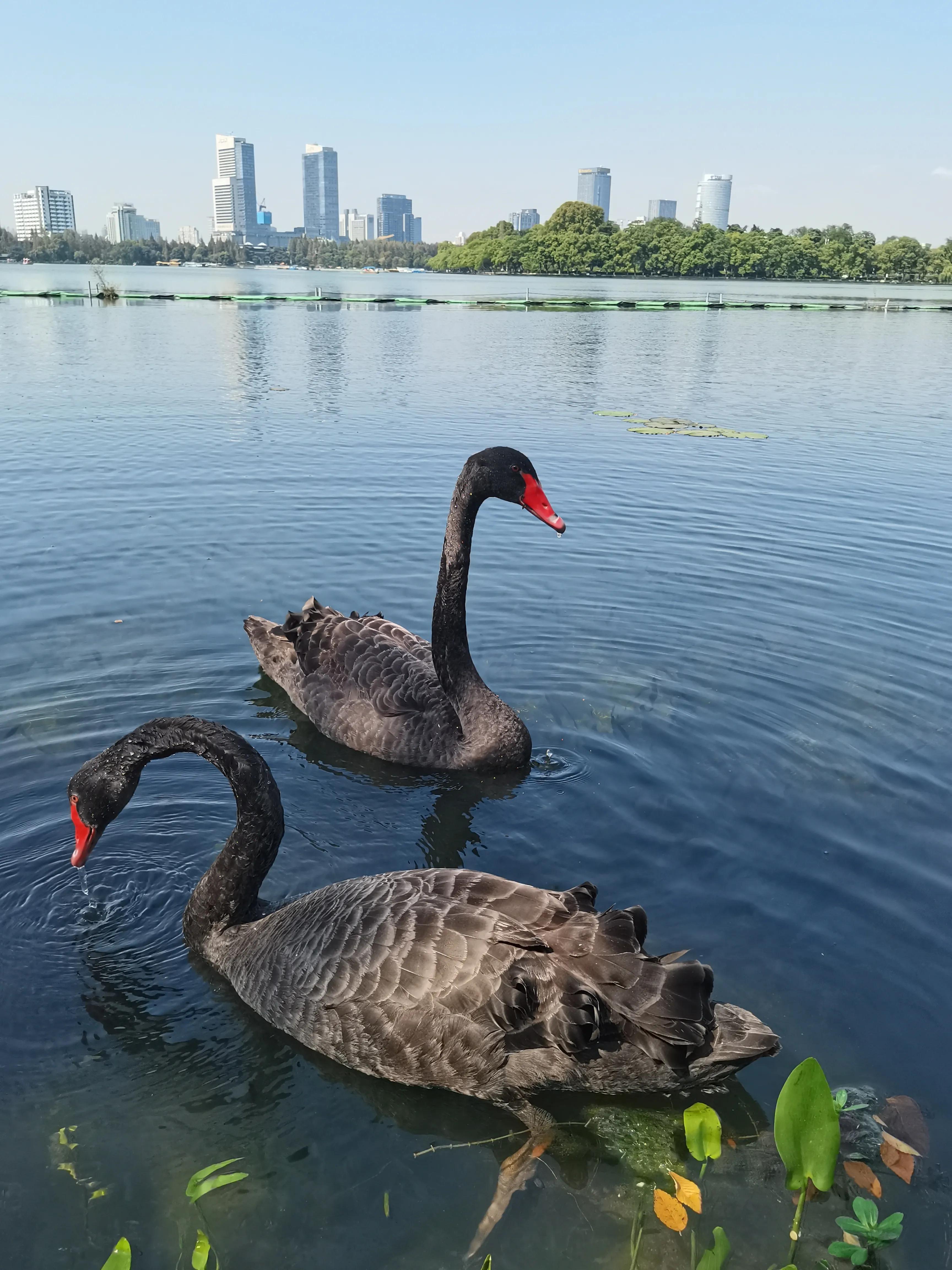 四川成都一对黑天鹅私奔,情人节黑天鹅