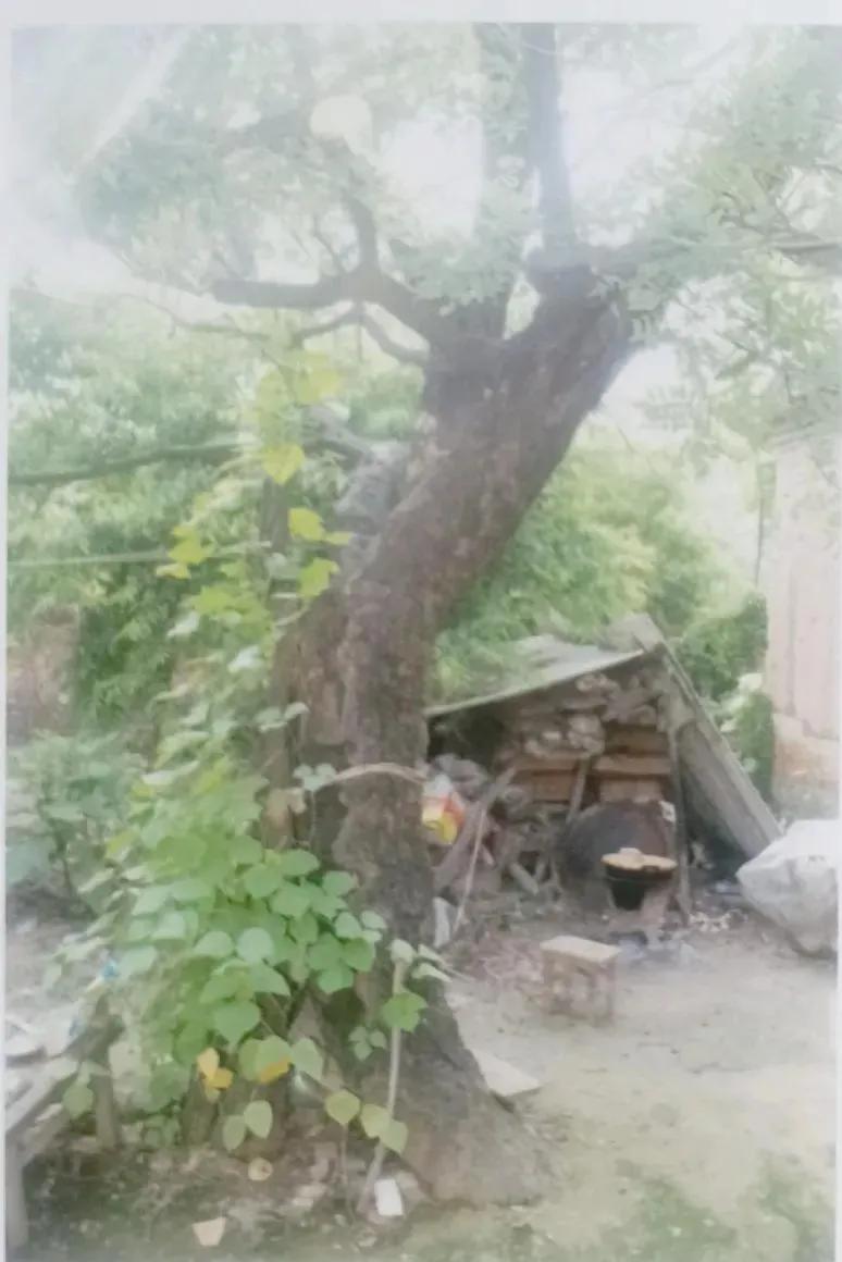 成武县古树,临武县古树