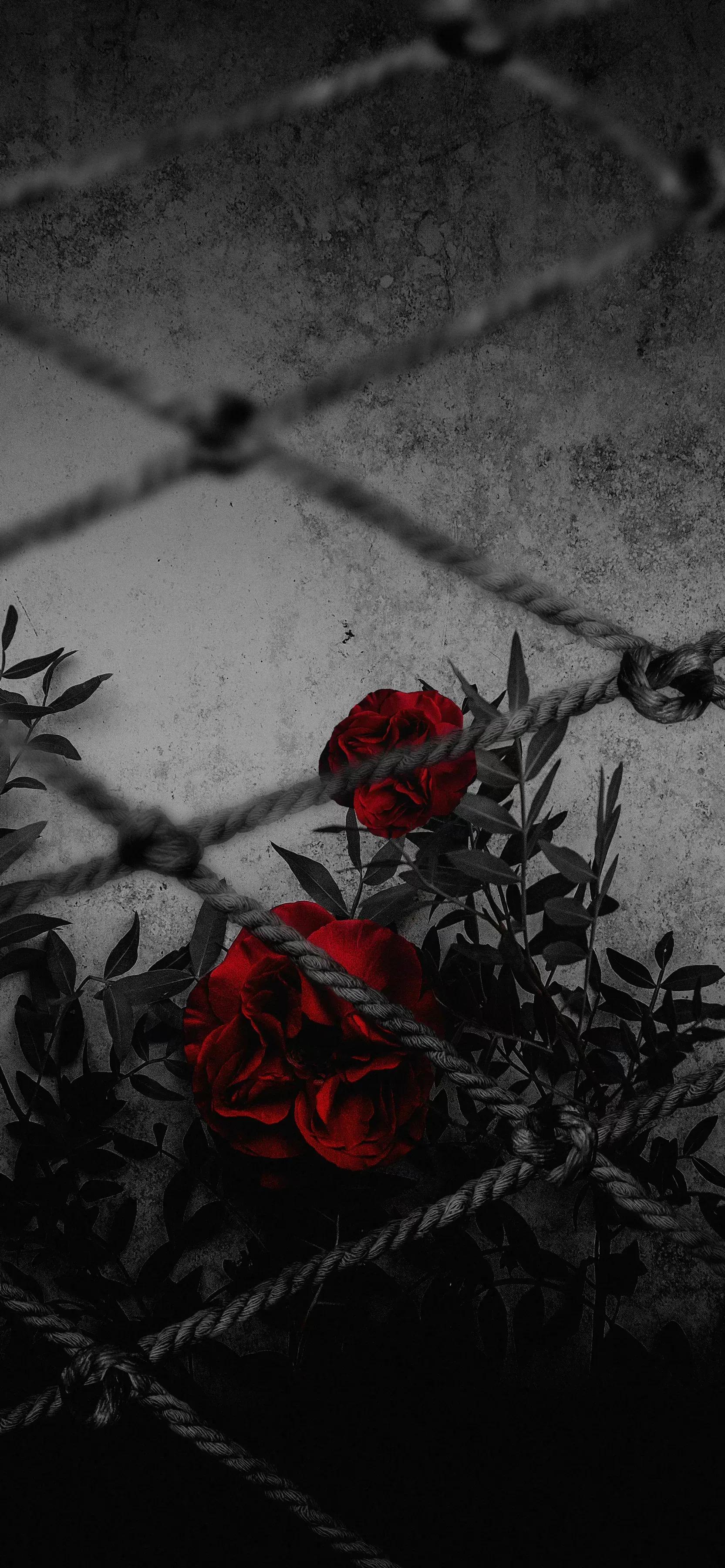 高清全面屏手机壁纸,米奇壁纸高清全面屏