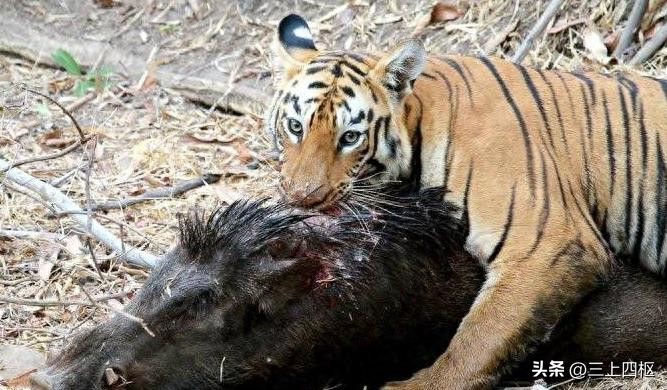 为何老虎不能喂猪肉,为什么不给老虎喂猪肉