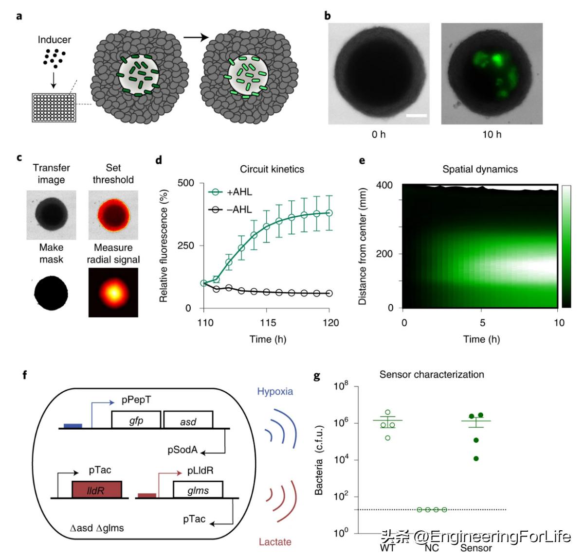 Nature Protocols：3D肿瘤球体内共培养细菌的快速筛选protocol