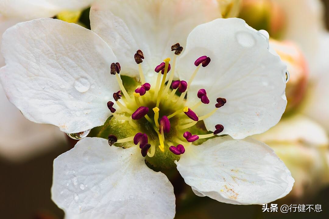 洒落最经典十首梨花诗句,赞美梨花一枝春带雨的诗句