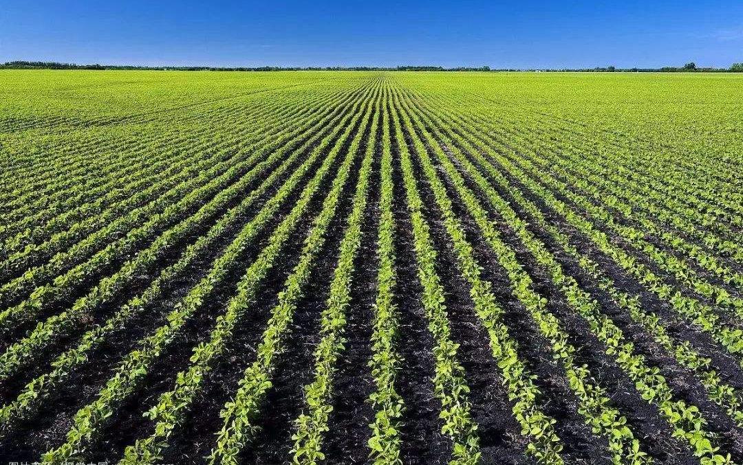 达利食品豆本豆唯甄豆奶怎么样,达利食品豆本豆豆奶