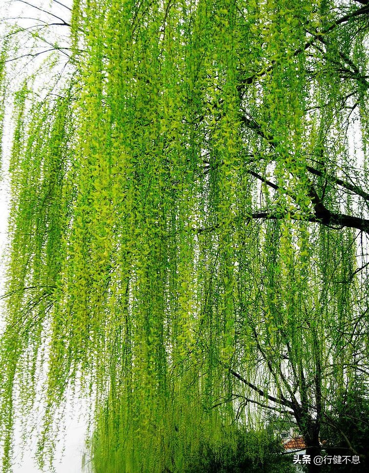 关于咏柳著名诗句及其赏析,咏柳经典诗词100首