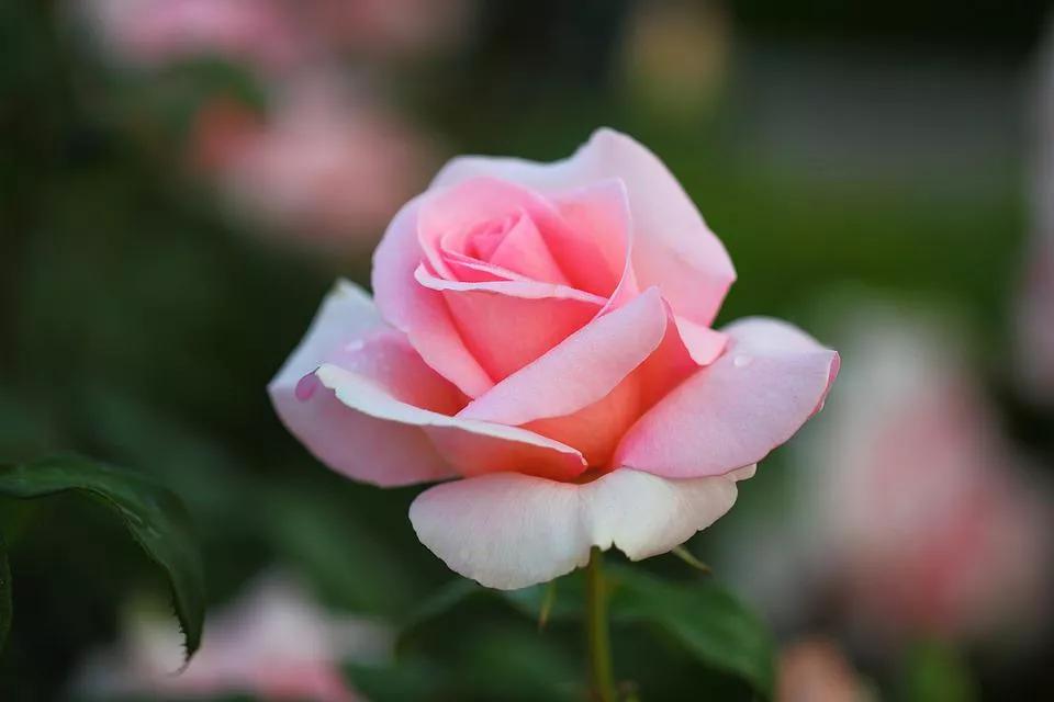 520适合发朋友圈的配图爱情,入目无别人四下皆是你英语