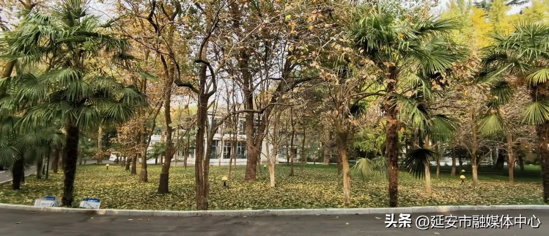 陕西宾馆迎来最佳观花赏景季节,陕西宾馆内景色