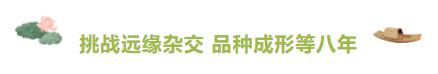 大暑赏莲！95后广东小伙“玩转”睡莲育种成为世界冠军