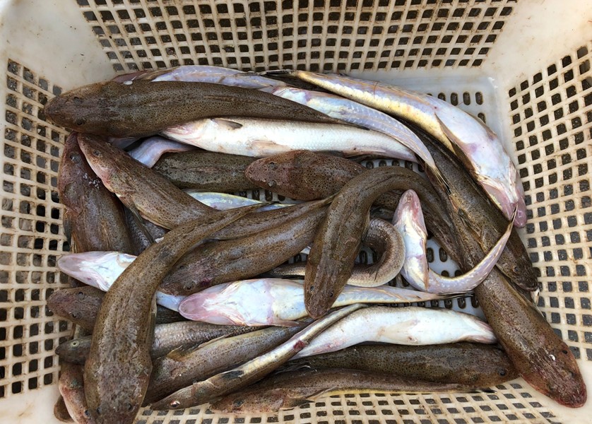 人工养殖鱼哪种鱼能放心吃,市场上的鱼哪些人工不能养殖