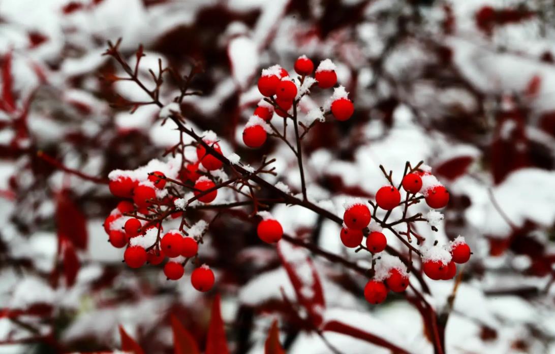今年数九天冷不冷,今年数九冷不冷啊