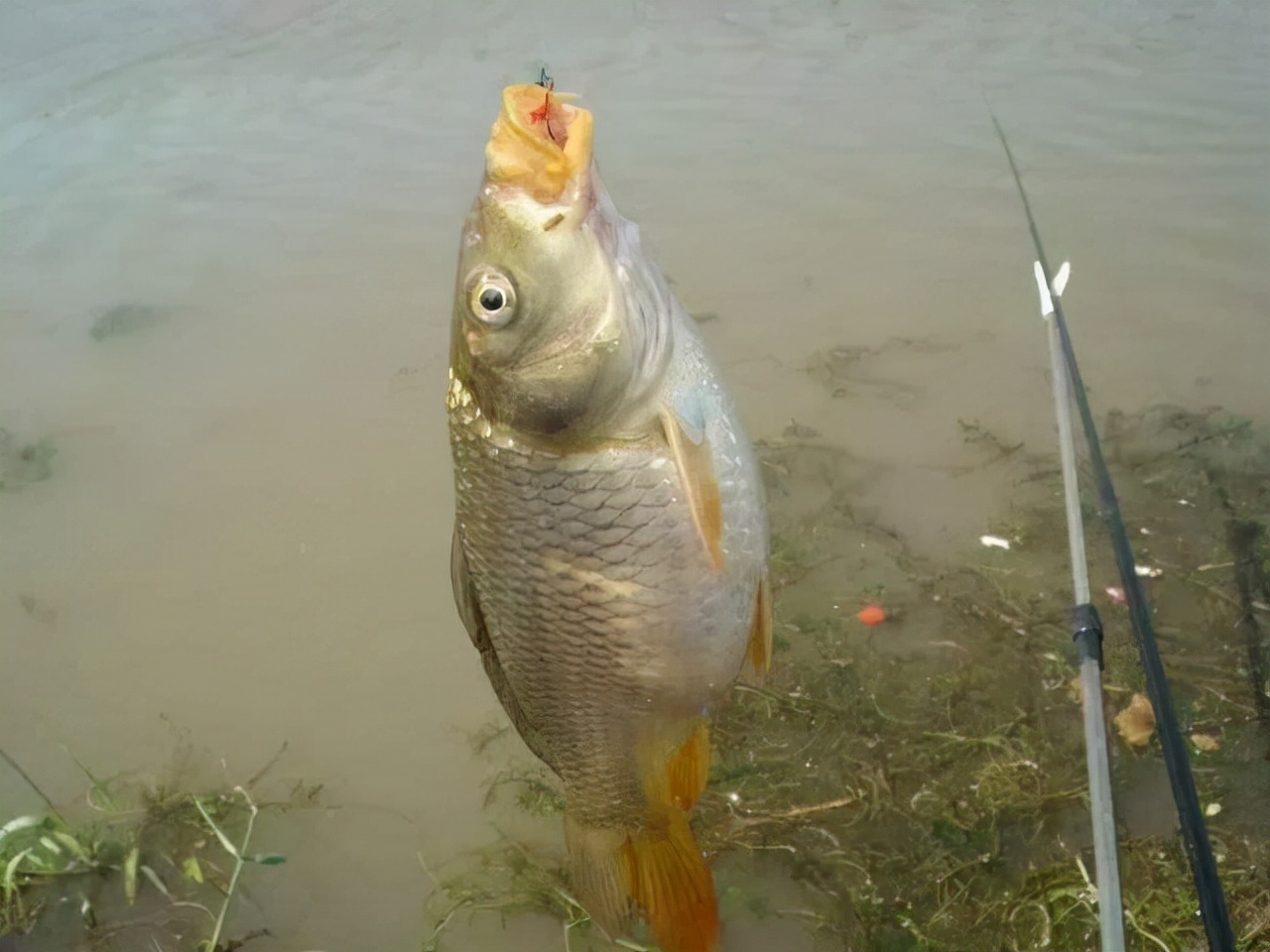 钓鲤鱼最新绝杀饵,钓鲤鱼用什么饵最好