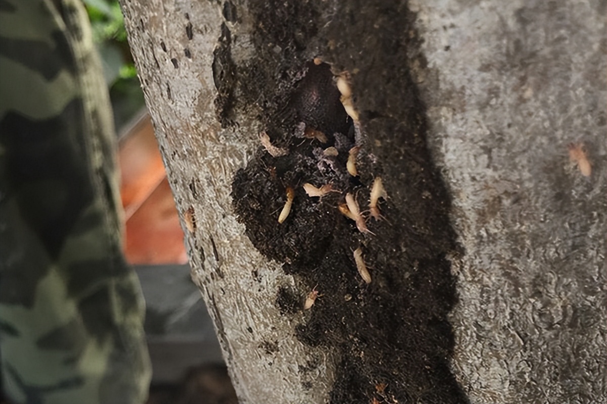 白蚁跑到家里来了怎么消灭它,家里白蚁怎么消灭最快