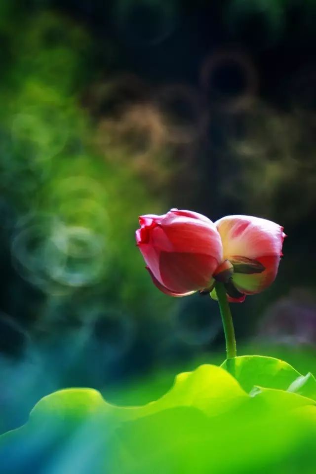 中国十大名花排行榜及图片,中国十大名花明细