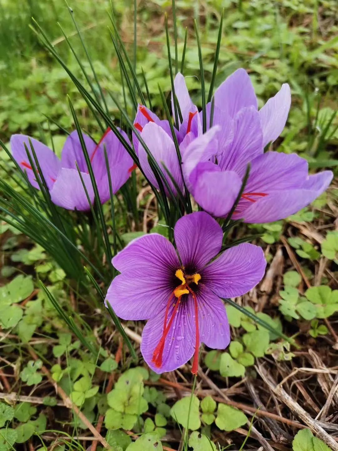 老人的智慧：仙草花的魅力，4种花草美丽养人，为全家带来福音