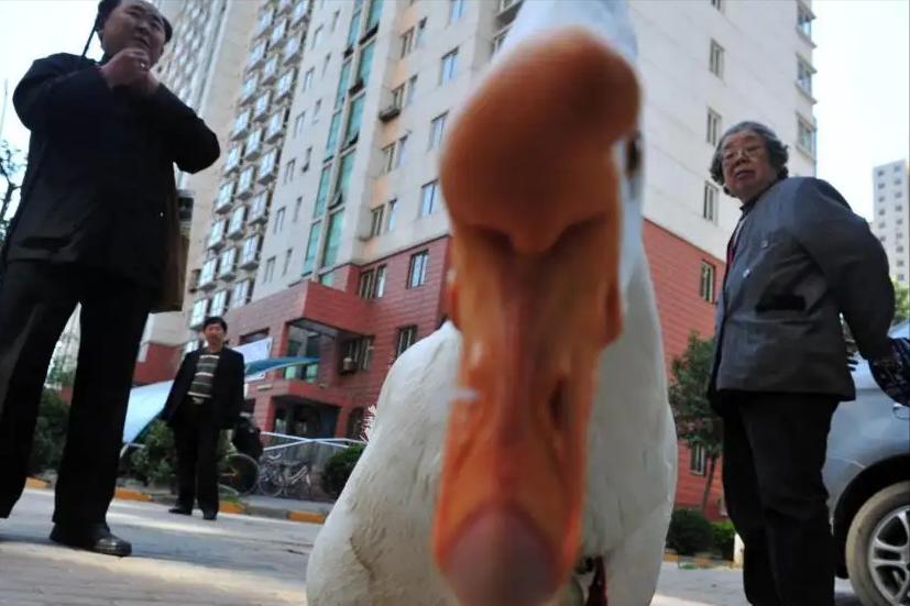 鹅粪便为什么能杀死蛇,大鹅的粪便能杀蛇吗