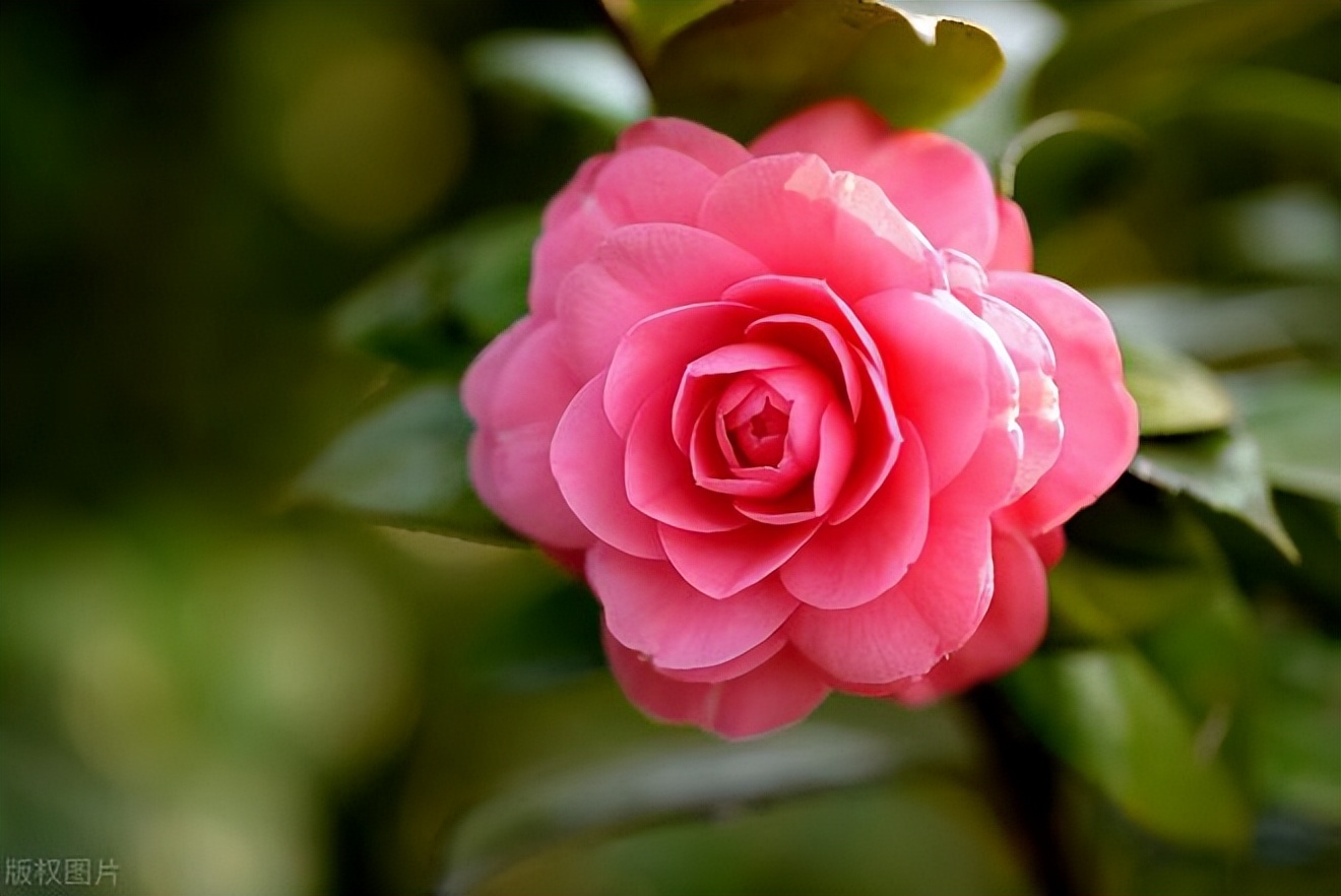 加代杜成澳门之行第8集 (加代和杜成澳门之行)