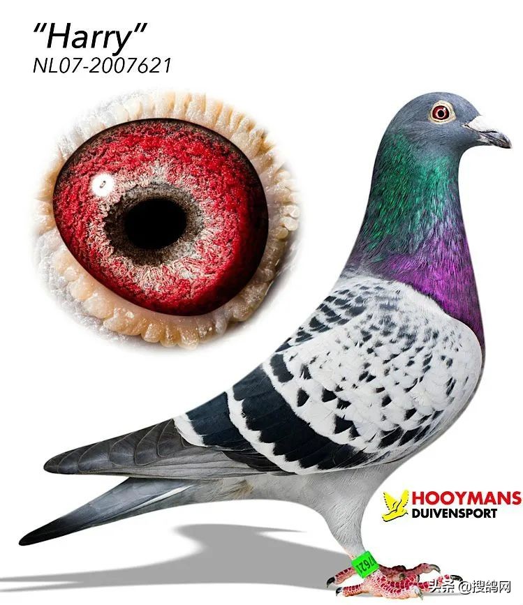 盖比顶级种鸽的特征图,盖比花头顶级种鸽