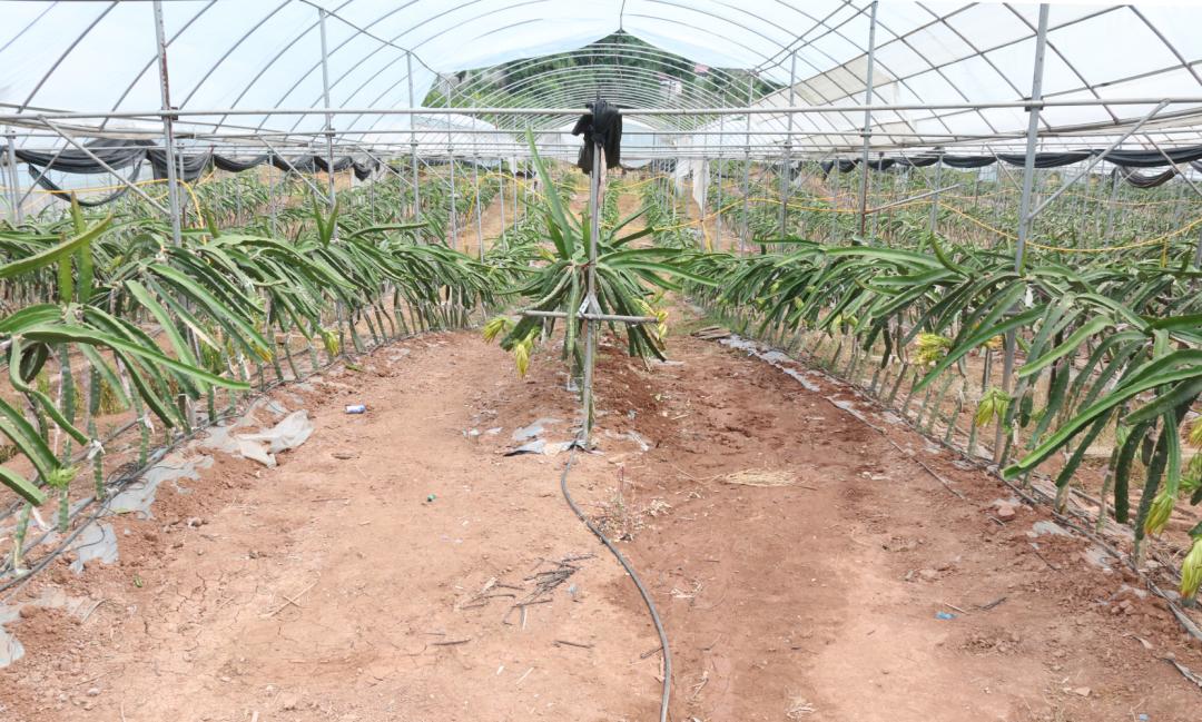 古城镇壮大产业基础推动乡村振兴,茶岭镇推动乡村振兴加快镇域发展