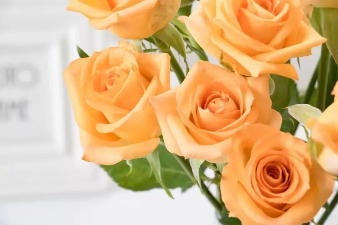 假日公主月季视频,假日公主月季好种吗