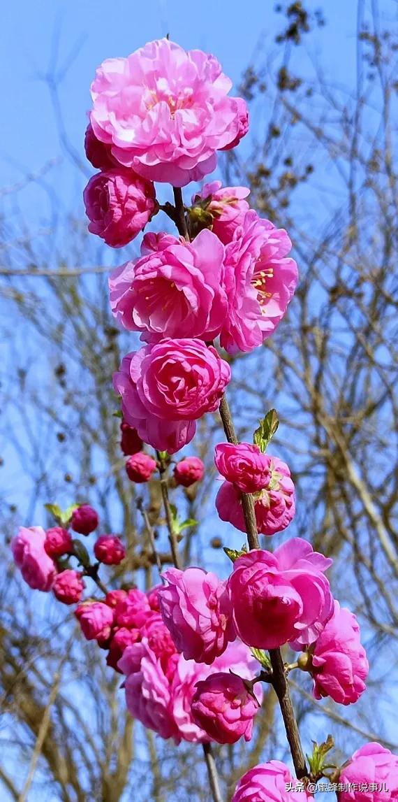 鸟语花香百花争艳让人陶醉,宁静祥和鸟语花香