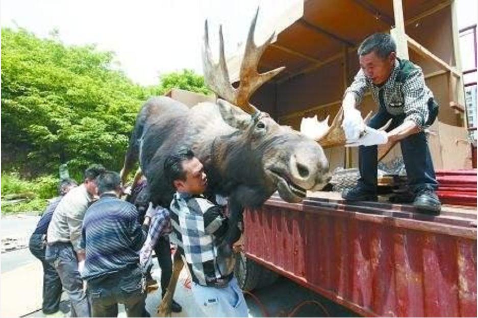 神奇“仙兽”—驼鹿究竟有多牛？很多国家定期猎杀，我国为何保护