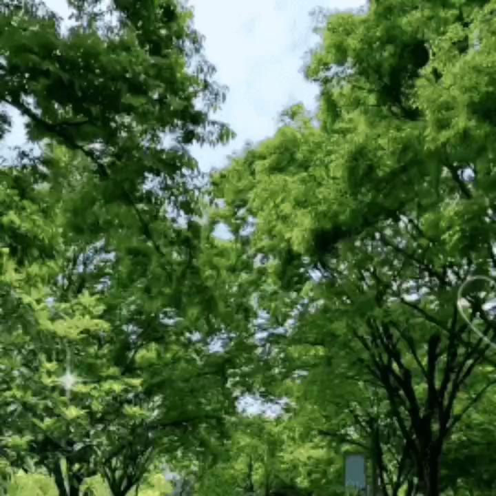 户外生存,户外行军蚁