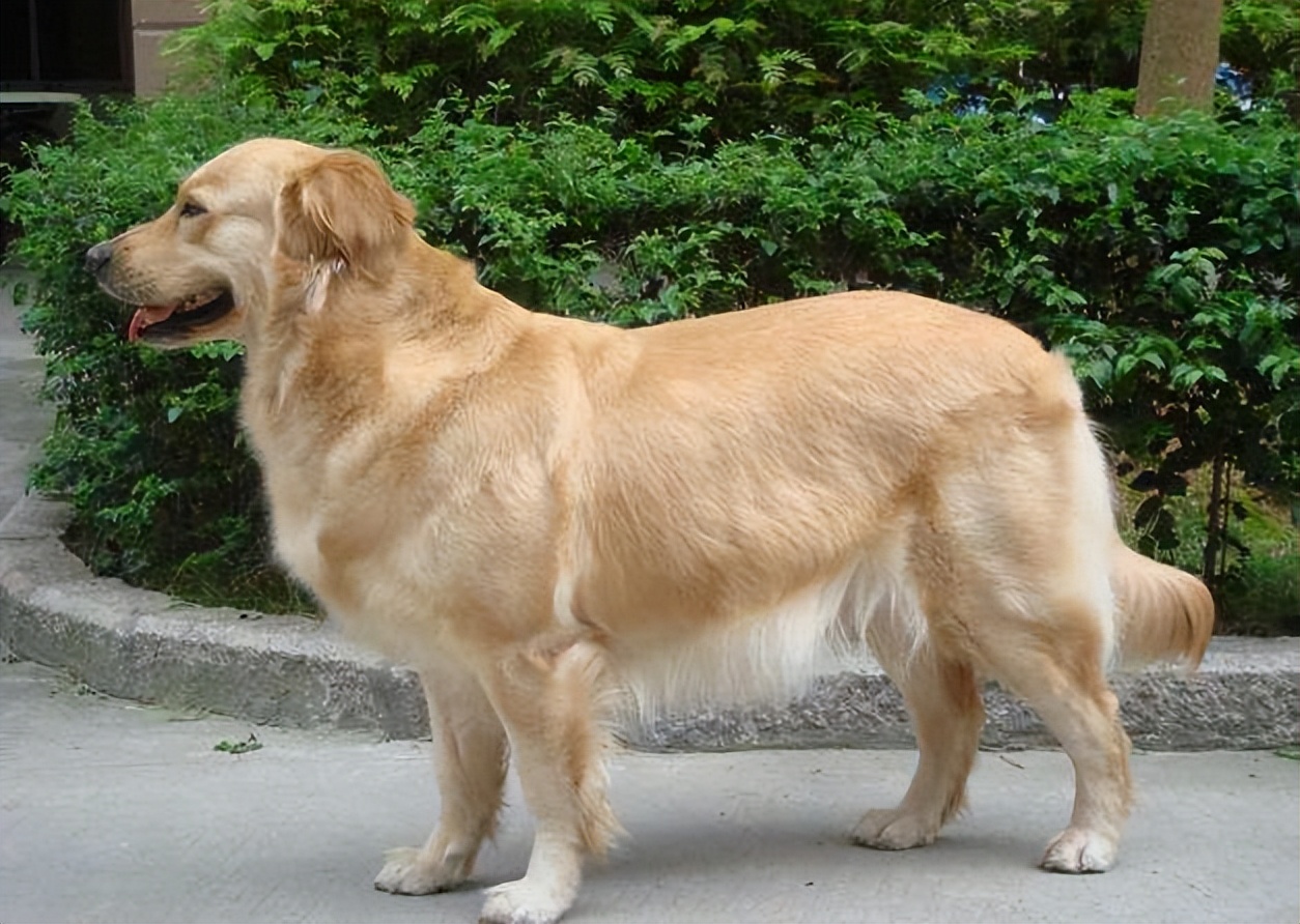 养金毛的好处和坏处,养金毛狗的好处