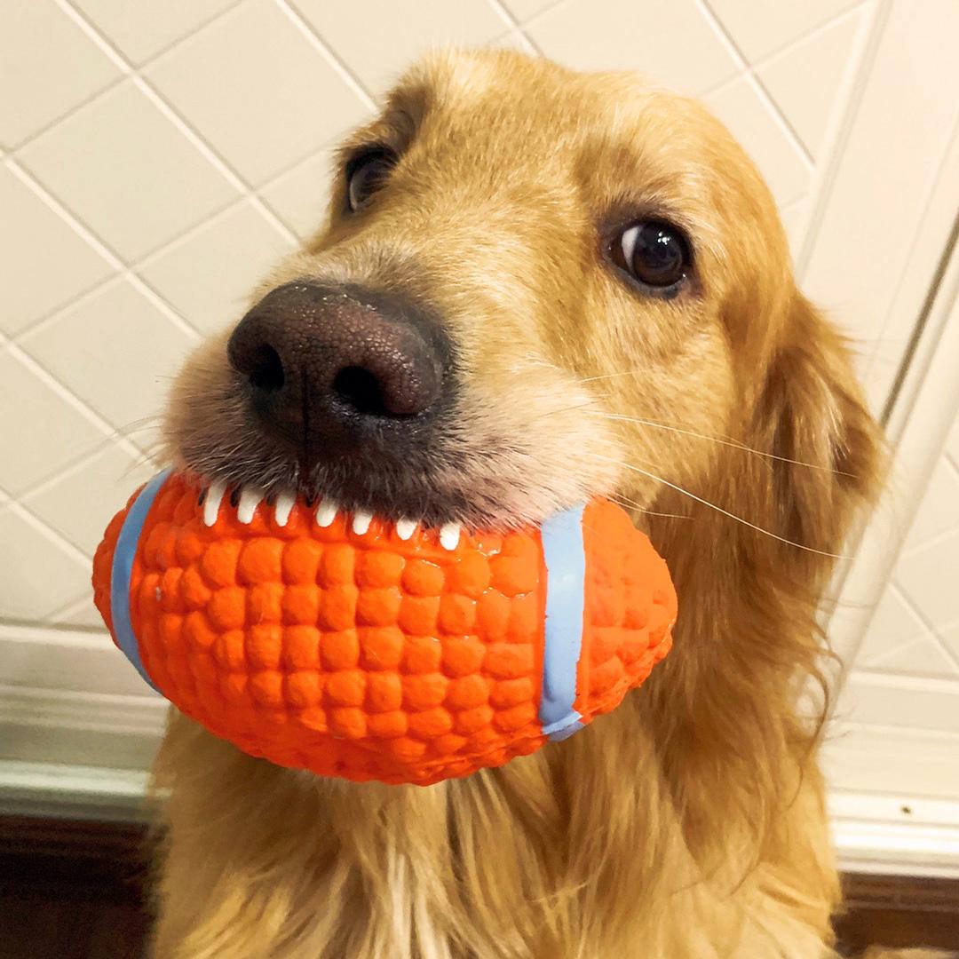 宠物店卖不了的狗去哪了,宠物店卖狗归哪个部门处理