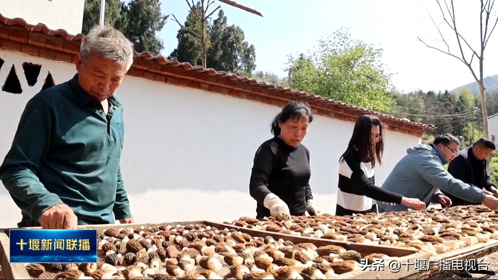 湖北省羊肚菌种植基地,十堰羊肚菌种植