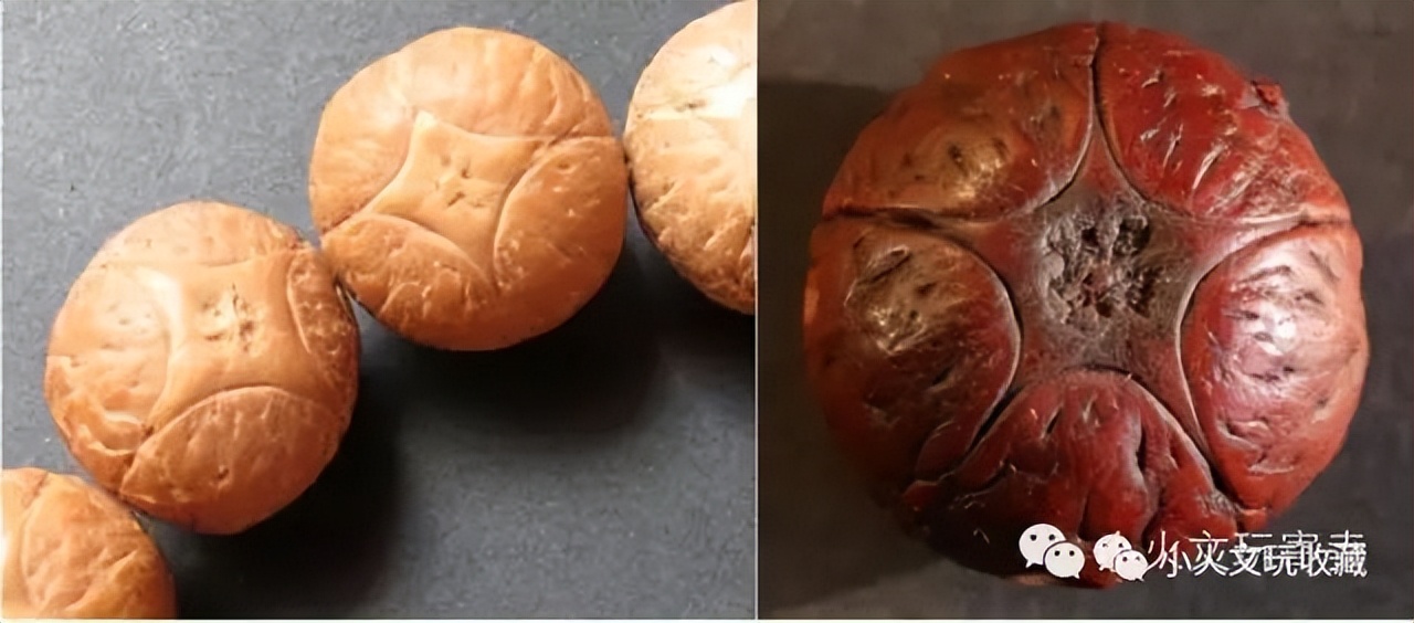 凤眼菩提20天效果,2023年凤眼菩提