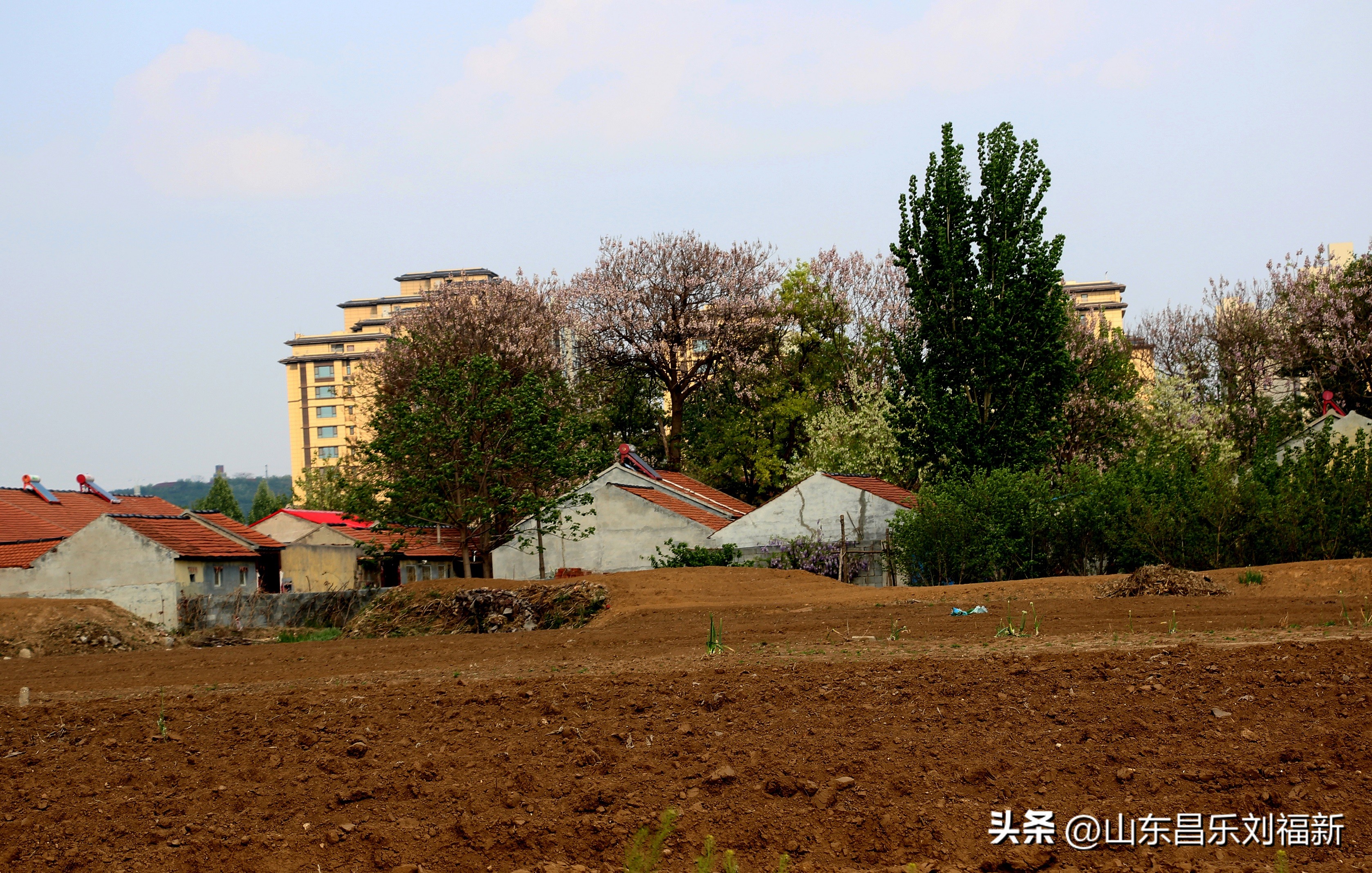 洋槐花·万马奔腾电器·鄌郚医院贴膏药