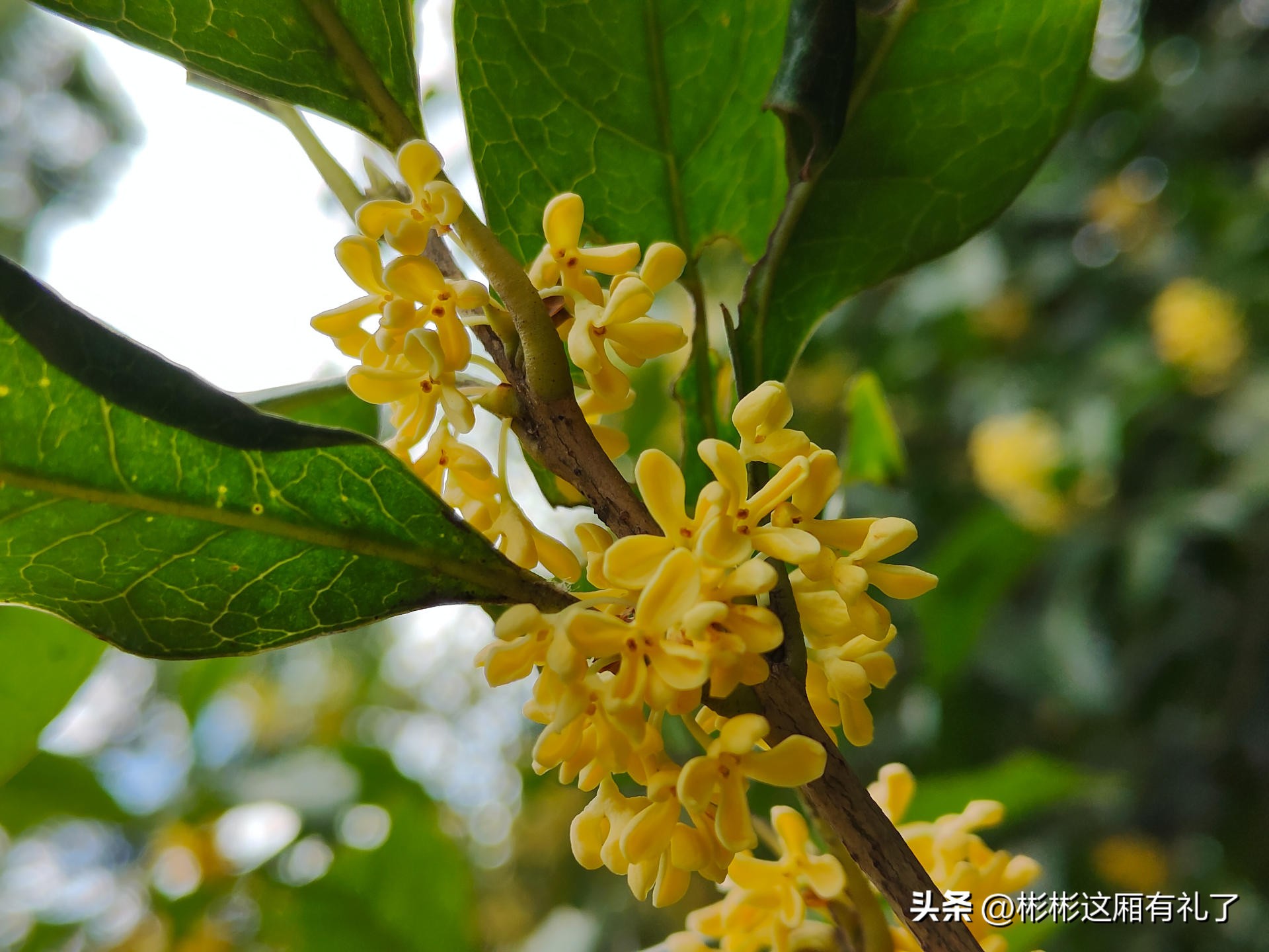 一加acepro与苹果13哪个反应快,一加acepro和苹果13