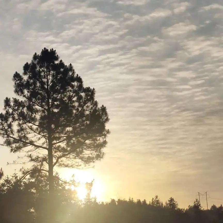 懦弱文案,关于懦弱的文案