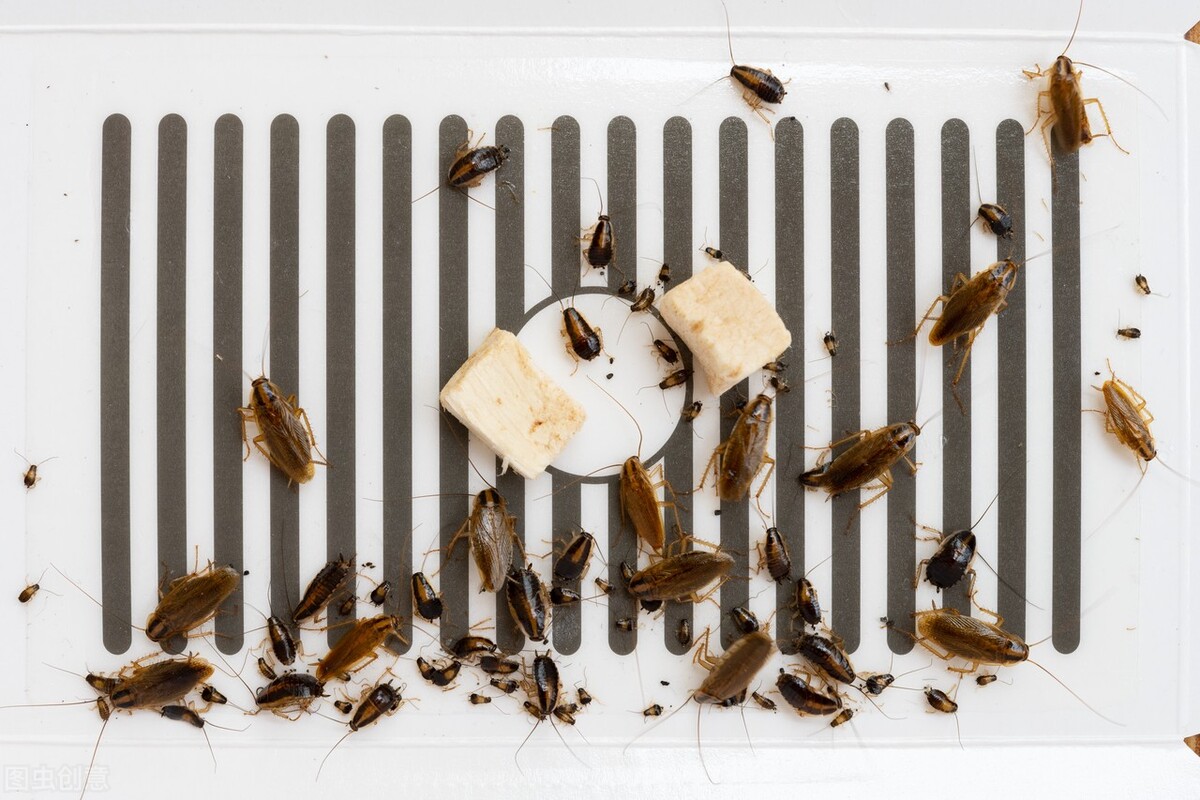 哪些蟑螂药灭蟑螂最好,不用蟑螂药怎么在家里自己灭蟑螂