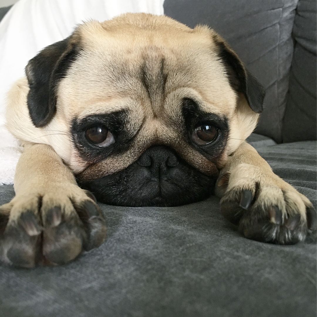 巴哥犬的4个缺点是什么,揭秘巴哥犬各种动作