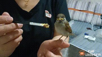 家里的花都被猫弄了怎么办,家里的花被别人摘了怎么办