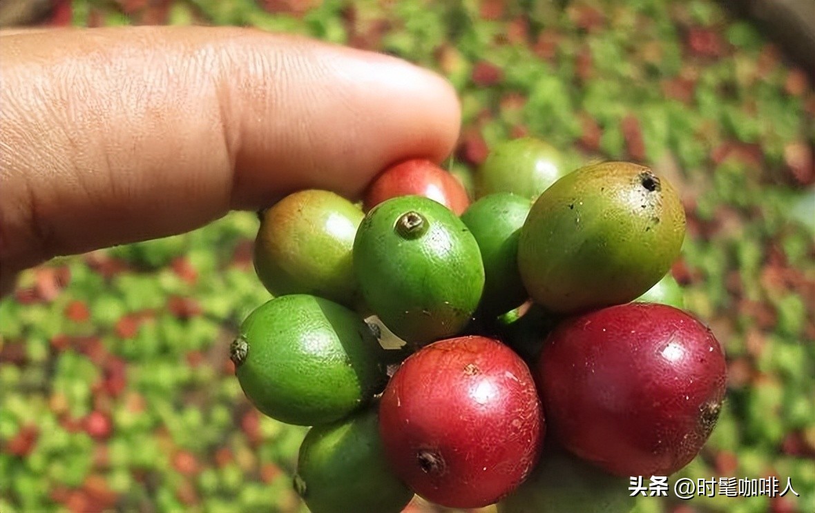 100%阿拉比卡咖啡推荐,100%阿拉比卡咖啡